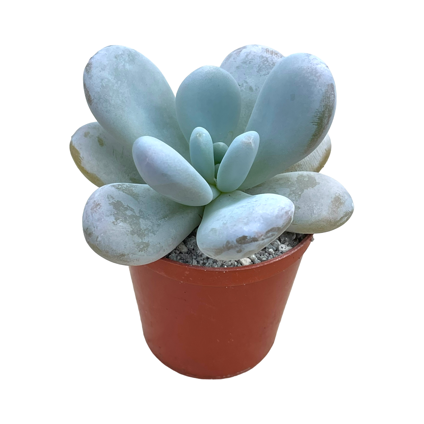 Echeveria laui x Pachyphytum oviferum