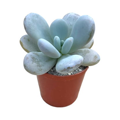 Echeveria laui x Pachyphytum oviferum