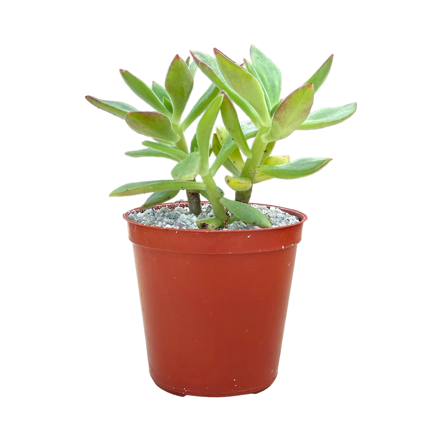 Echeveria harmsii (Plush Plant)