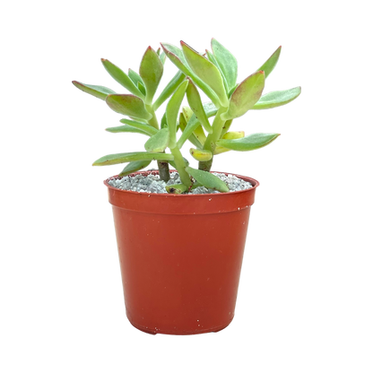 Echeveria harmsii (Plush Plant)