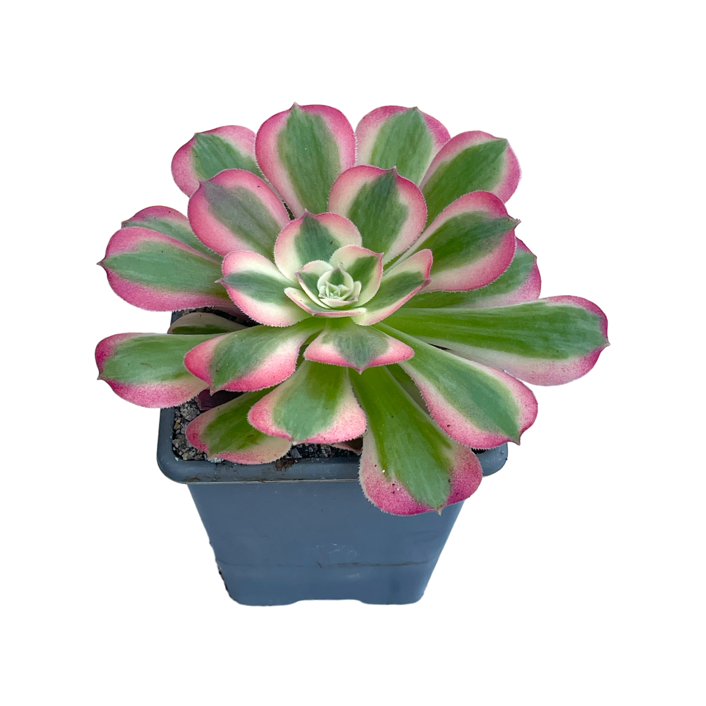 Aeonium 'Pink Witch'