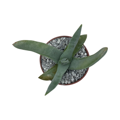 Crassula falcata (Airplane Plant)