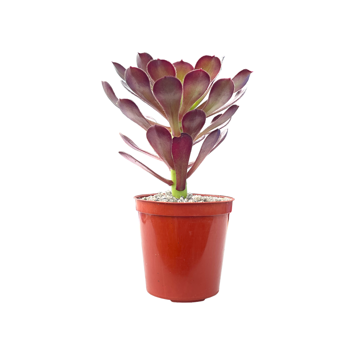 Aeonium arboreum atropurpureum