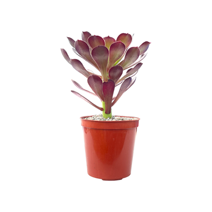 Aeonium arboreum atropurpureum