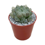 Haworthia cooperii 'White Variegata'