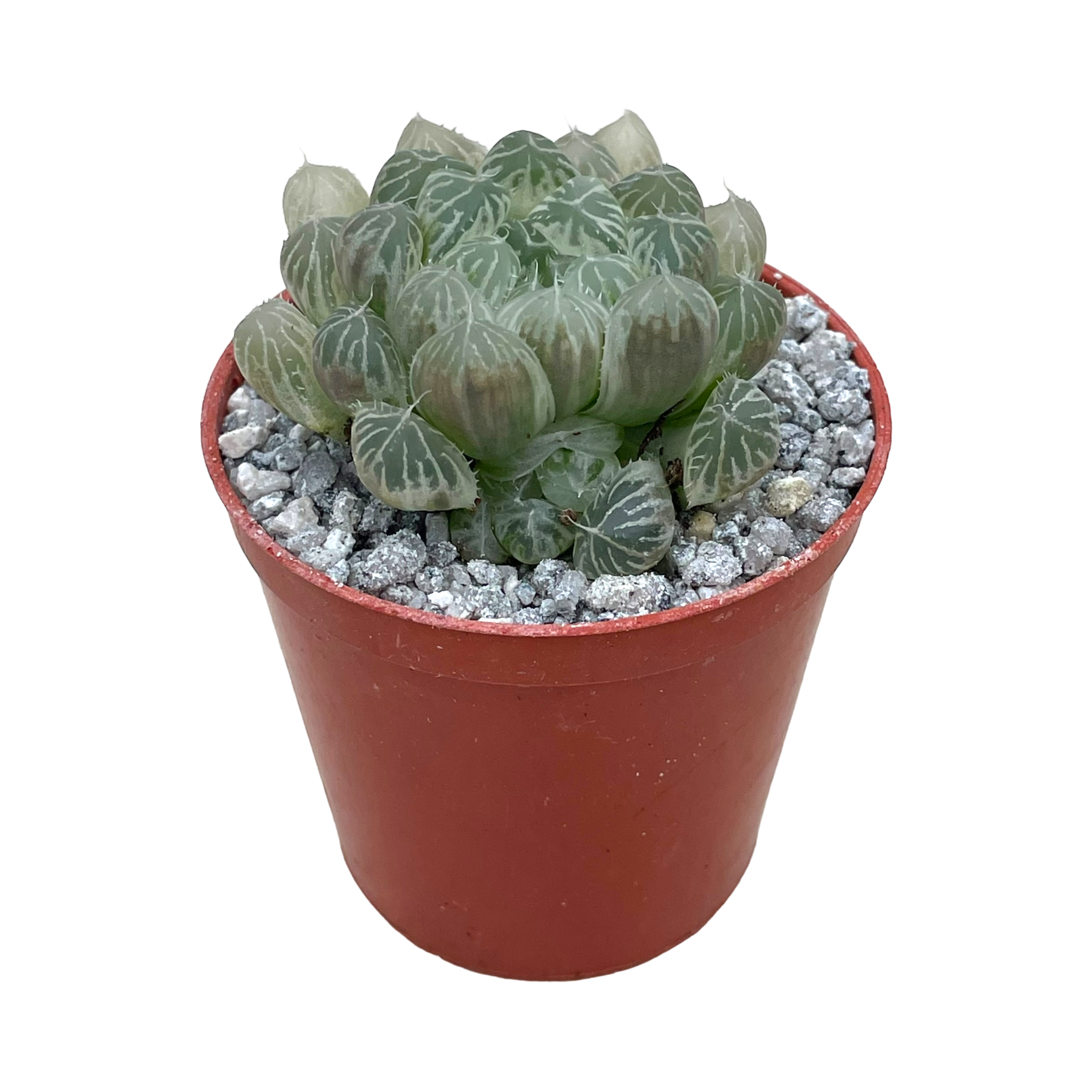Haworthia cooperii 'White Variegata'