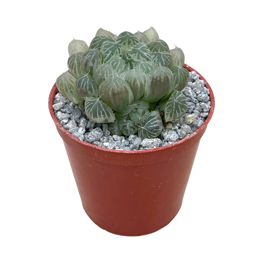 Haworthia cooperii 'White Variegata'