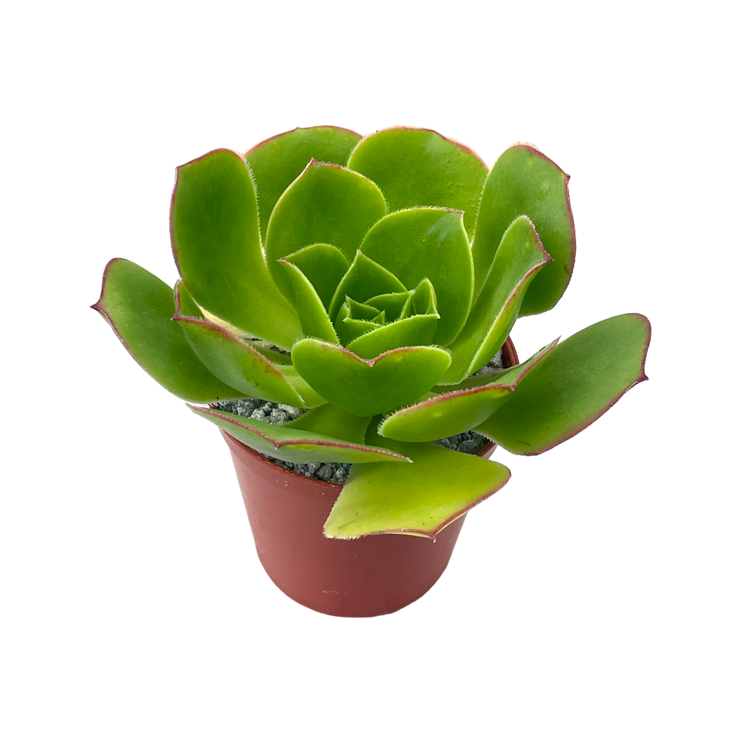 Aeonium 'Saturn'