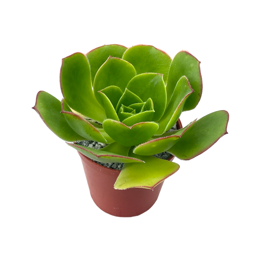 Aeonium 'Saturn'