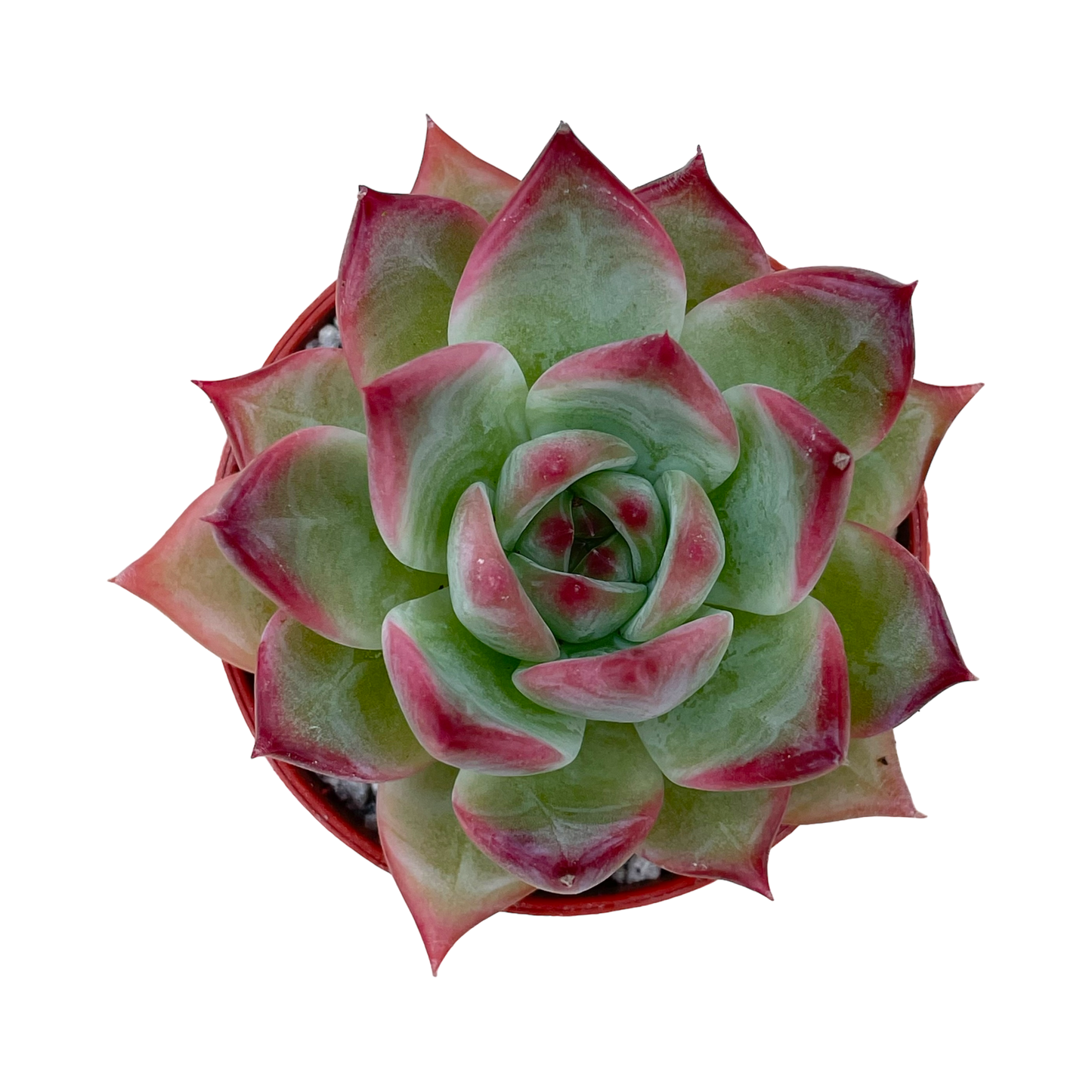 Echeveria colorata 'Desert Harmony'