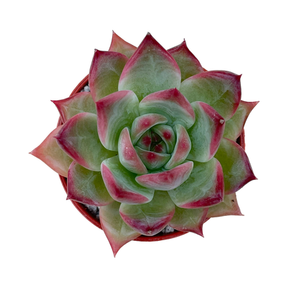 Echeveria colorata 'Desert Harmony'