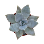 Echeveria 'Mr Grey'
