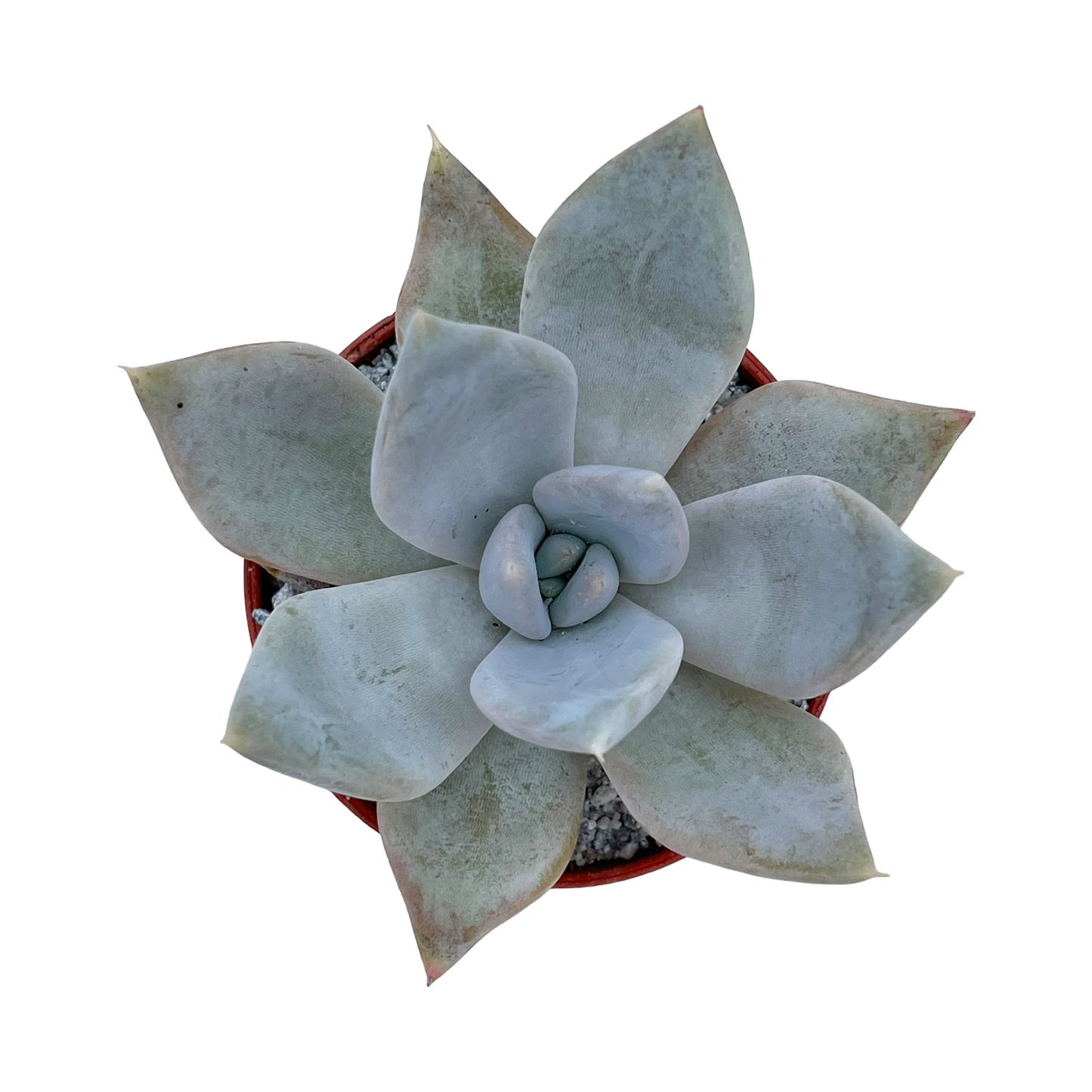 Echeveria 'Mr Grey'