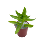 Crassula capitella 'Campfire'