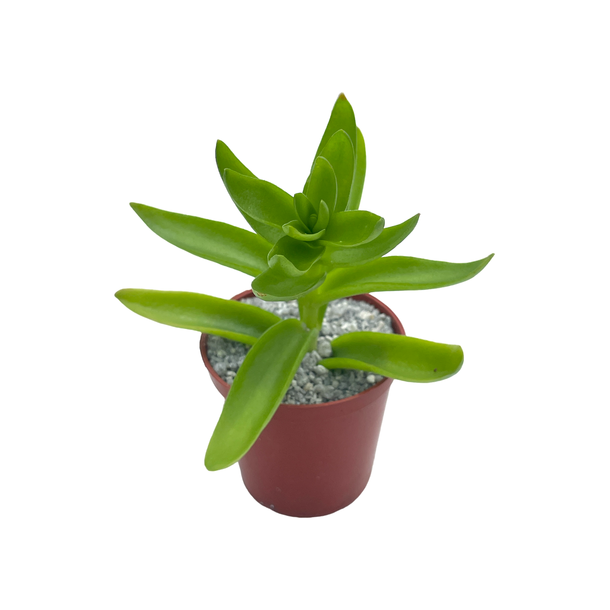 Crassula capitella 'Campfire'