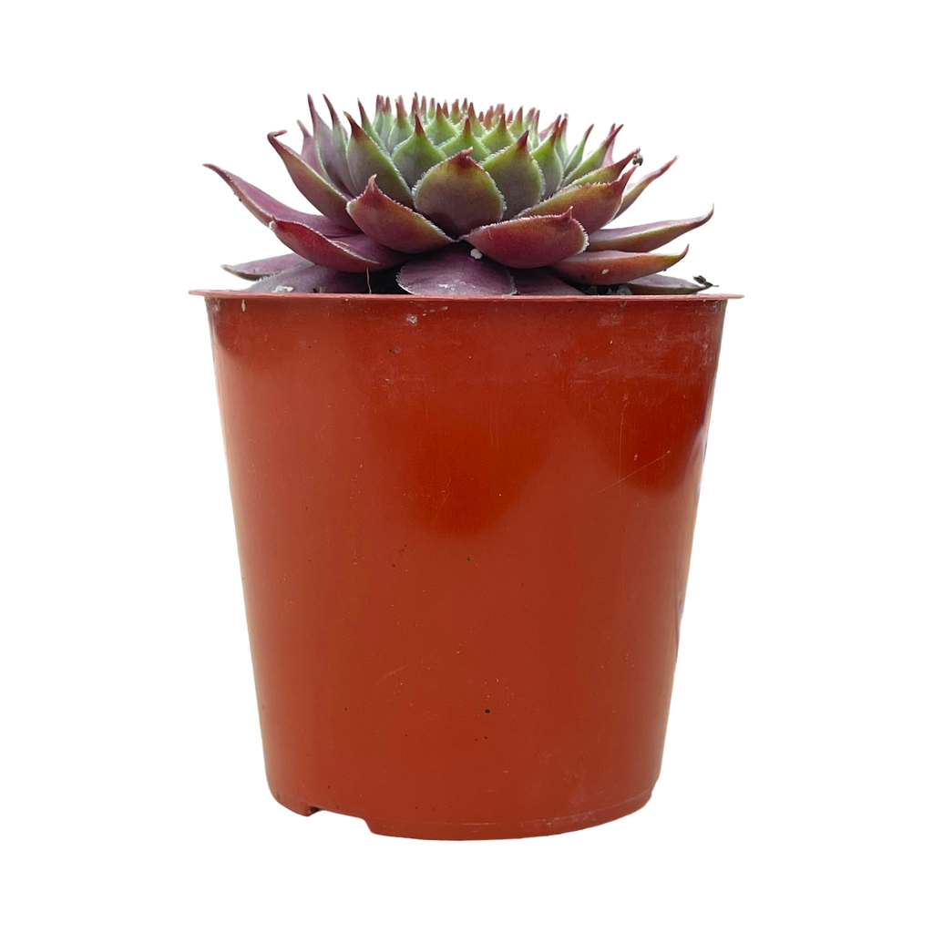 センペルビウム'デヴォン・ジュエル' – Surreal Succulents センペルビウム'デヴォン・ジュエル' – Surreal Succulents