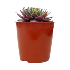 Sempervivum 'Devon Jewel'