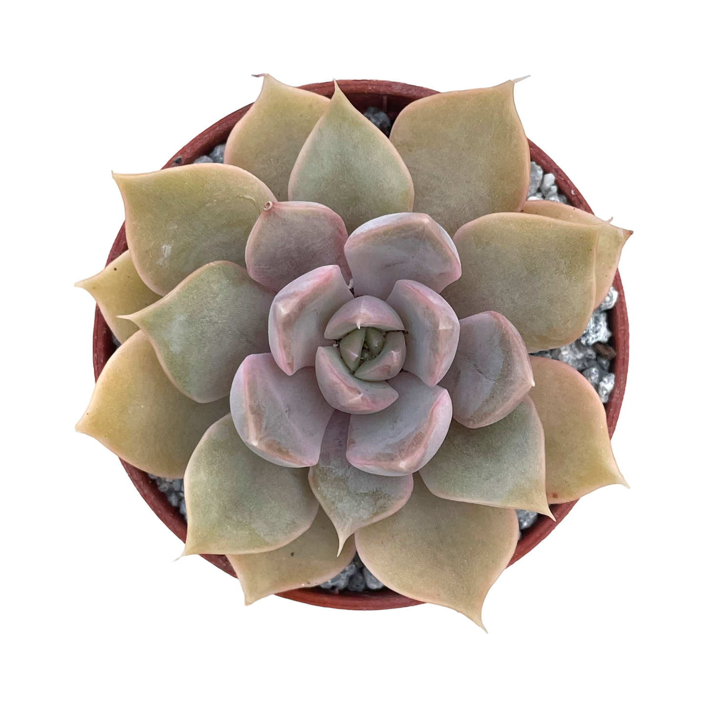 Echeveria 'Mensa'