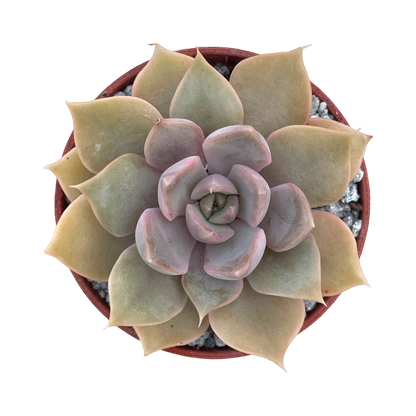 Echeveria 'Mensa'