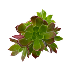 Aeonium 'Cornish Tribute'