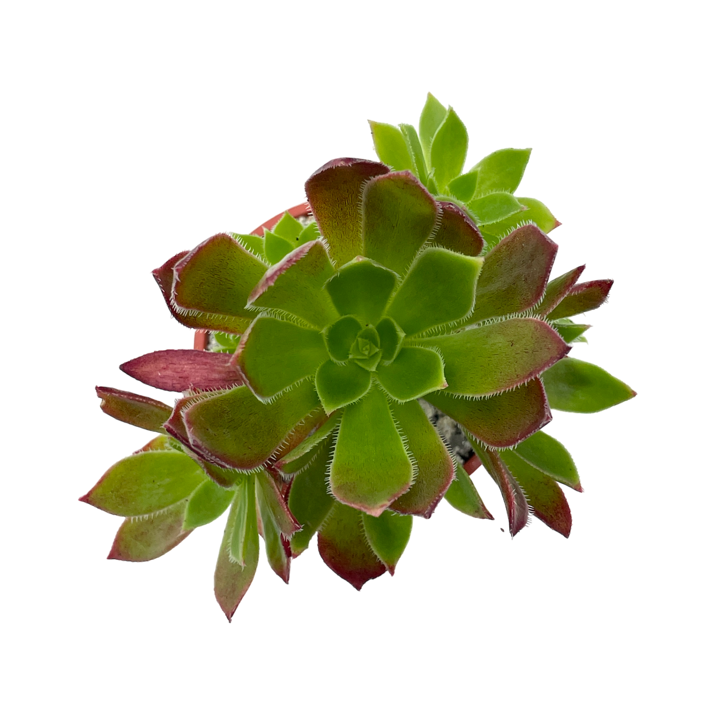 Aeonium 'Cornish Tribute'