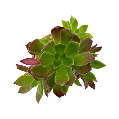 Aeonium 'Cornish Tribute'