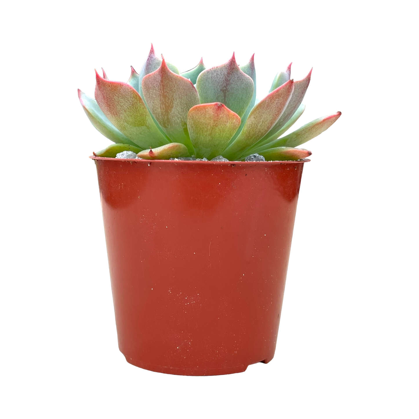 Echeveria brevifolia