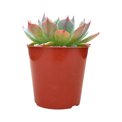 Echeveria brevifolia