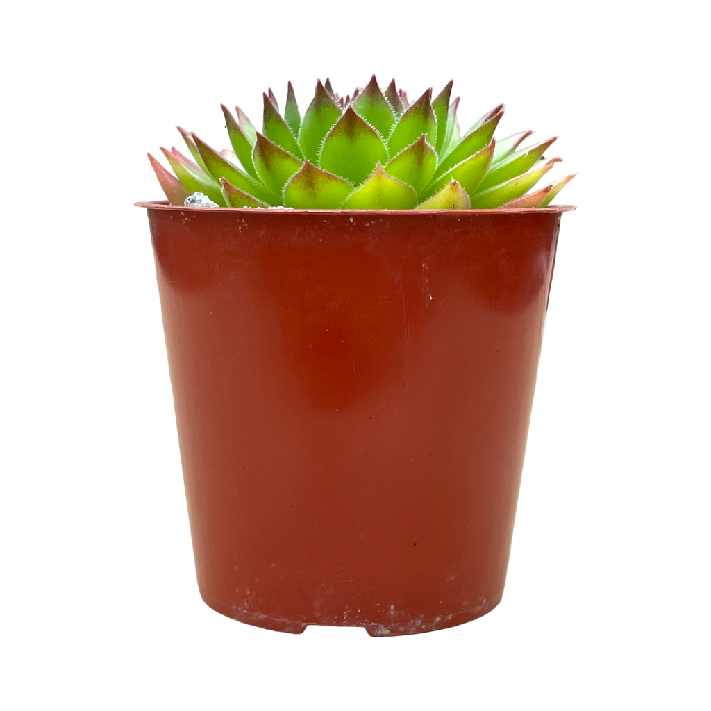 Sempervivum 'Hart'