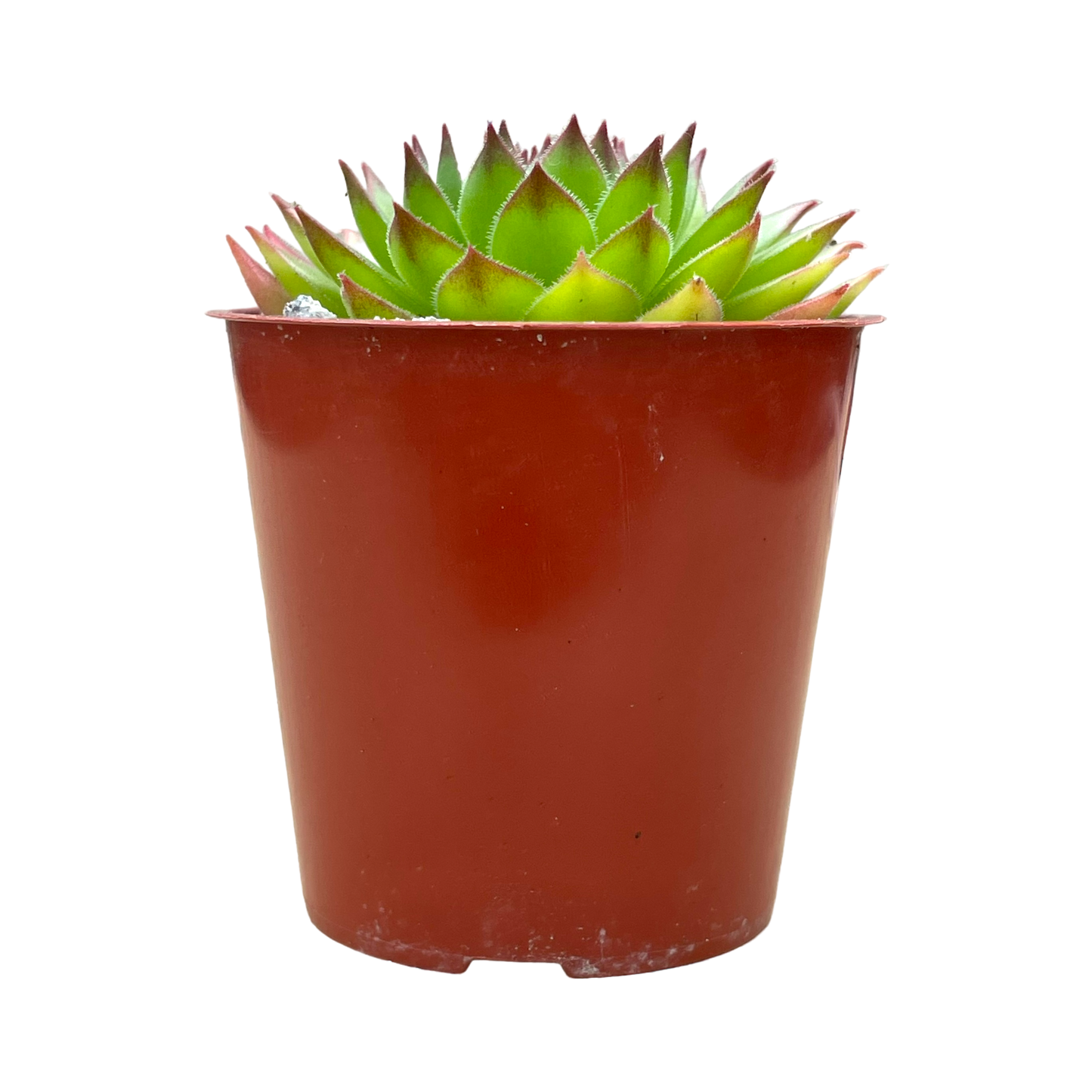 Sempervivum 'Hart'