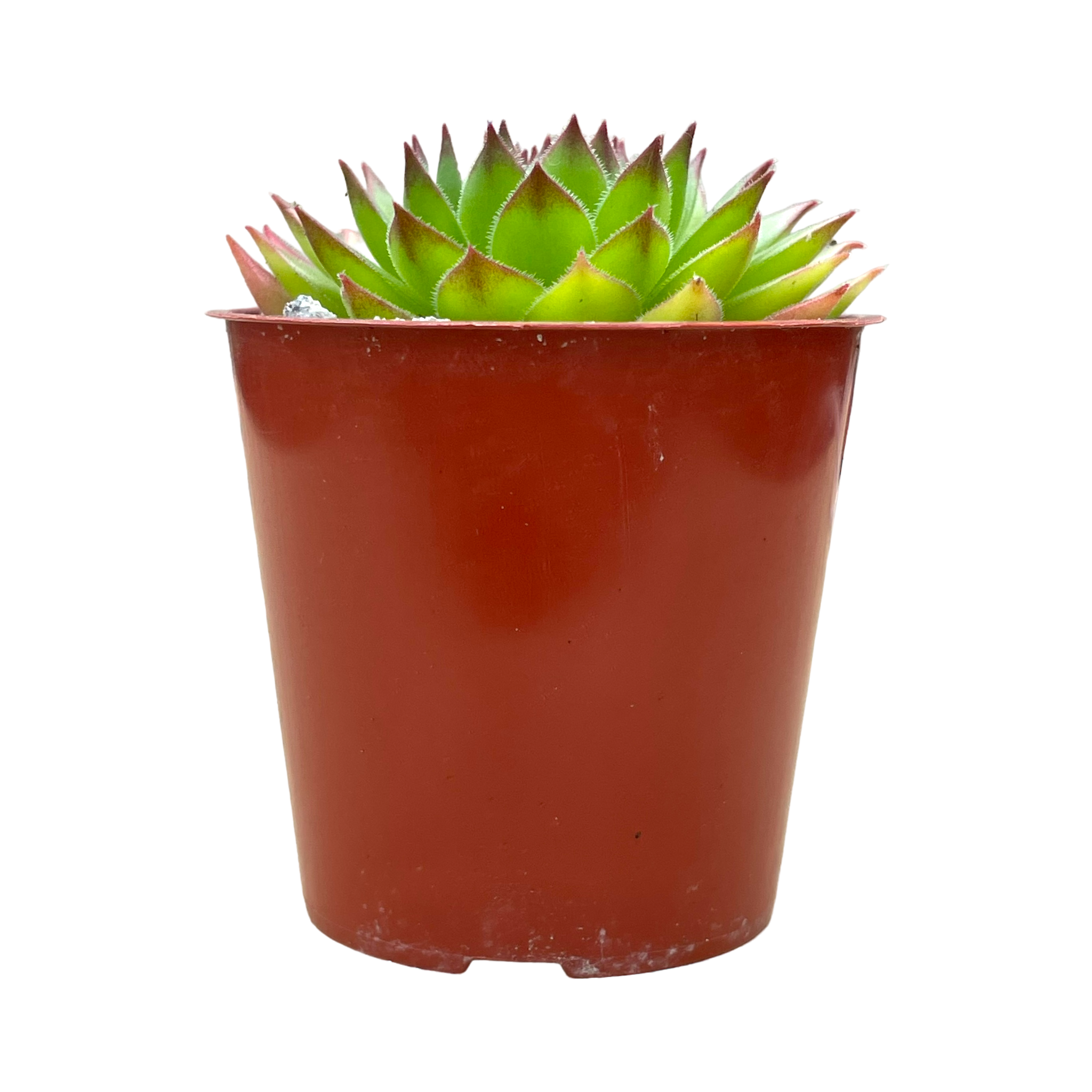 Sempervivum 'Hart'