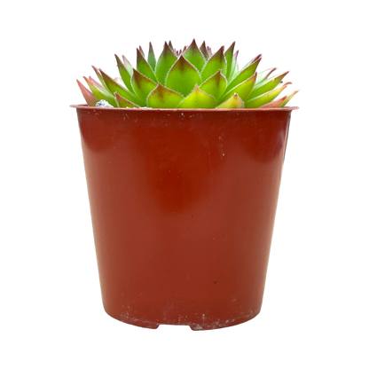 Sempervivum 'Hart'