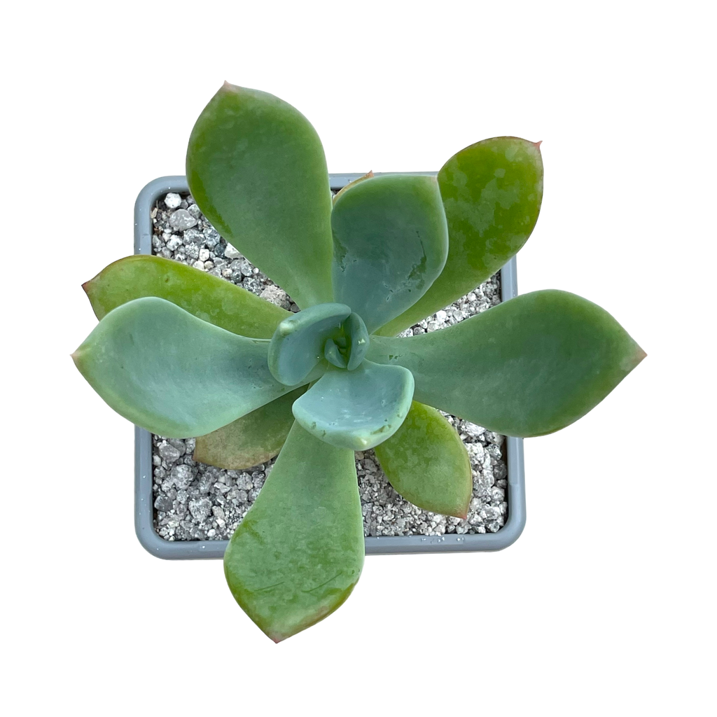x Pachyveria 'Ursa Major'