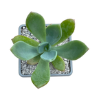 x Pachyveria 'Ursa Major'