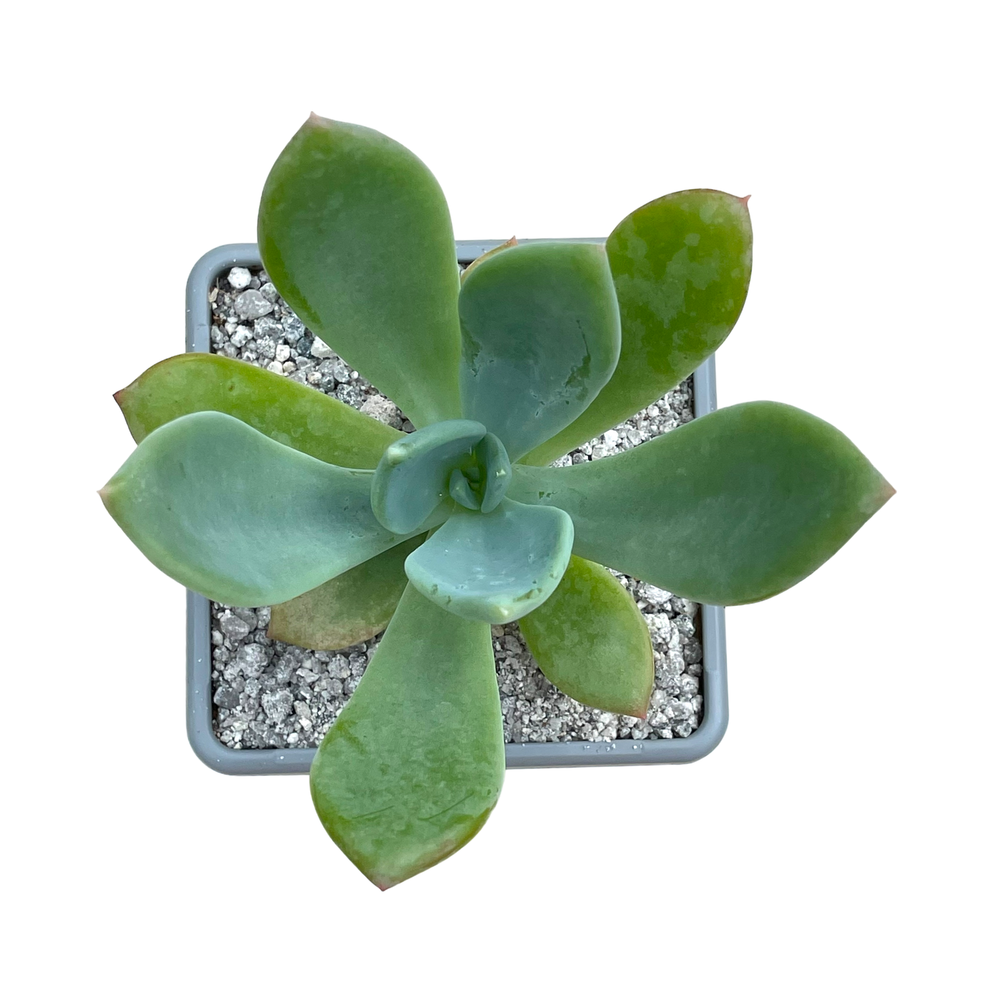 x Pachyveria 'Ursa Major'