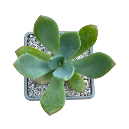 x Pachyveria 'Ursa Major'