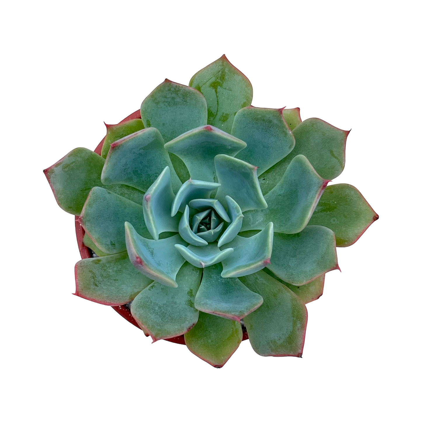 Echeveria brevifolia