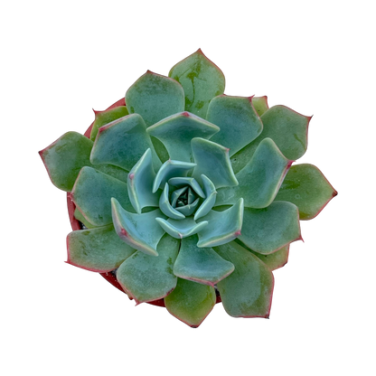 Echeveria brevifolia