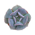Echeveria 'Cubic Frost'
