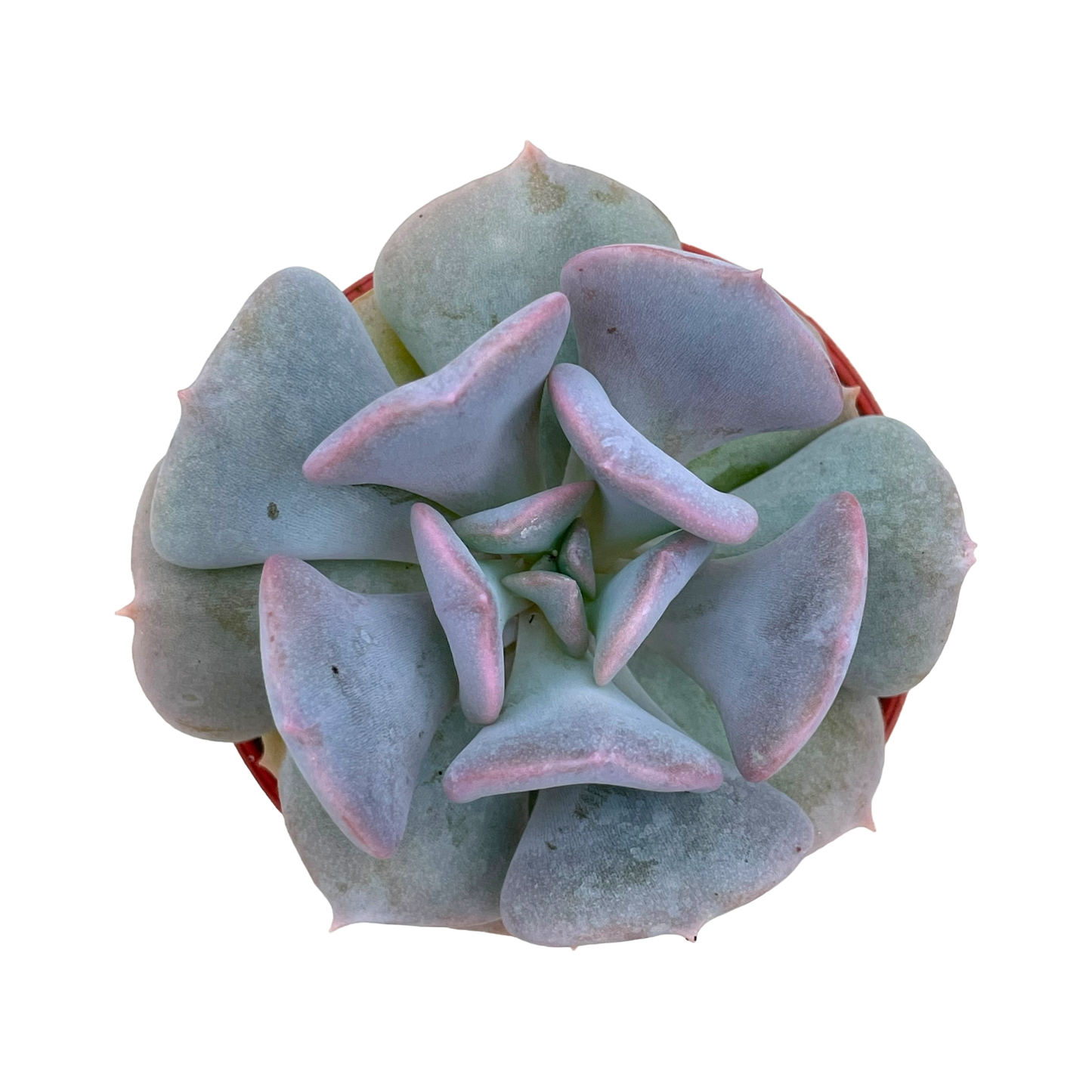 Echeveria 'Cubic Frost'