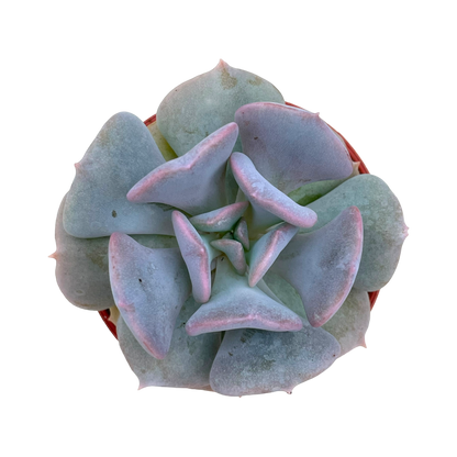 Echeveria 'Cubic Frost'