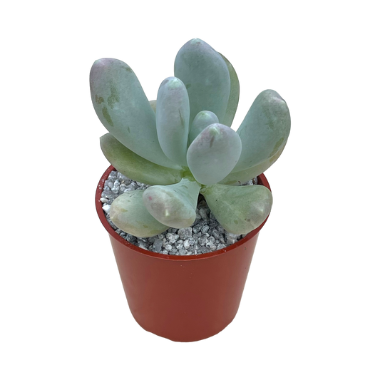 Pachyphytum glutinicaule