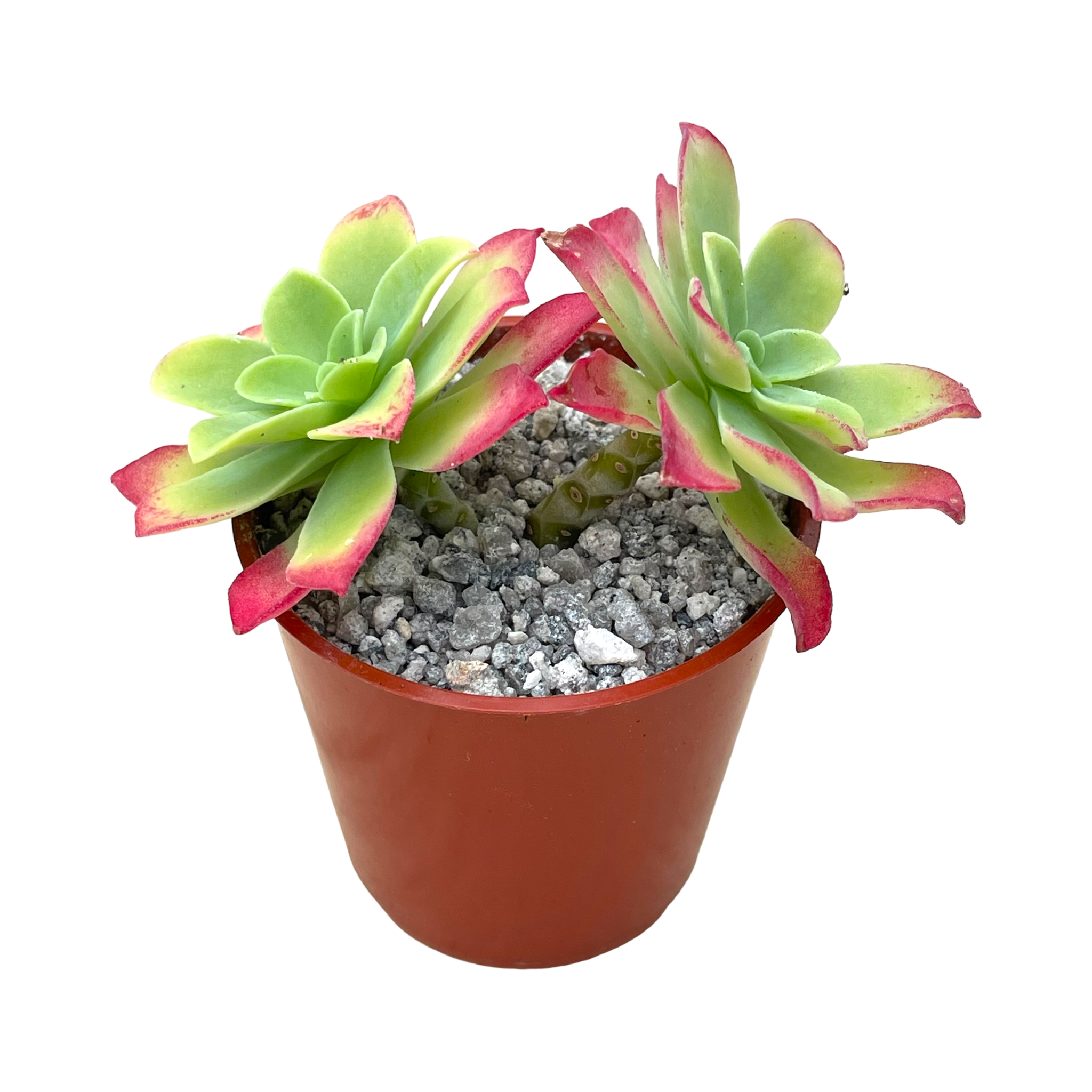 Sedum palmeri