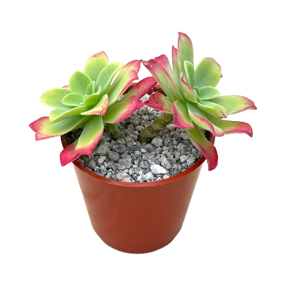 Sedum palmeri