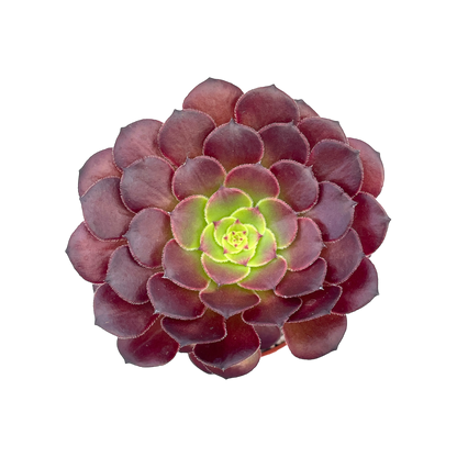 Aeonium 'Copper Kettle'