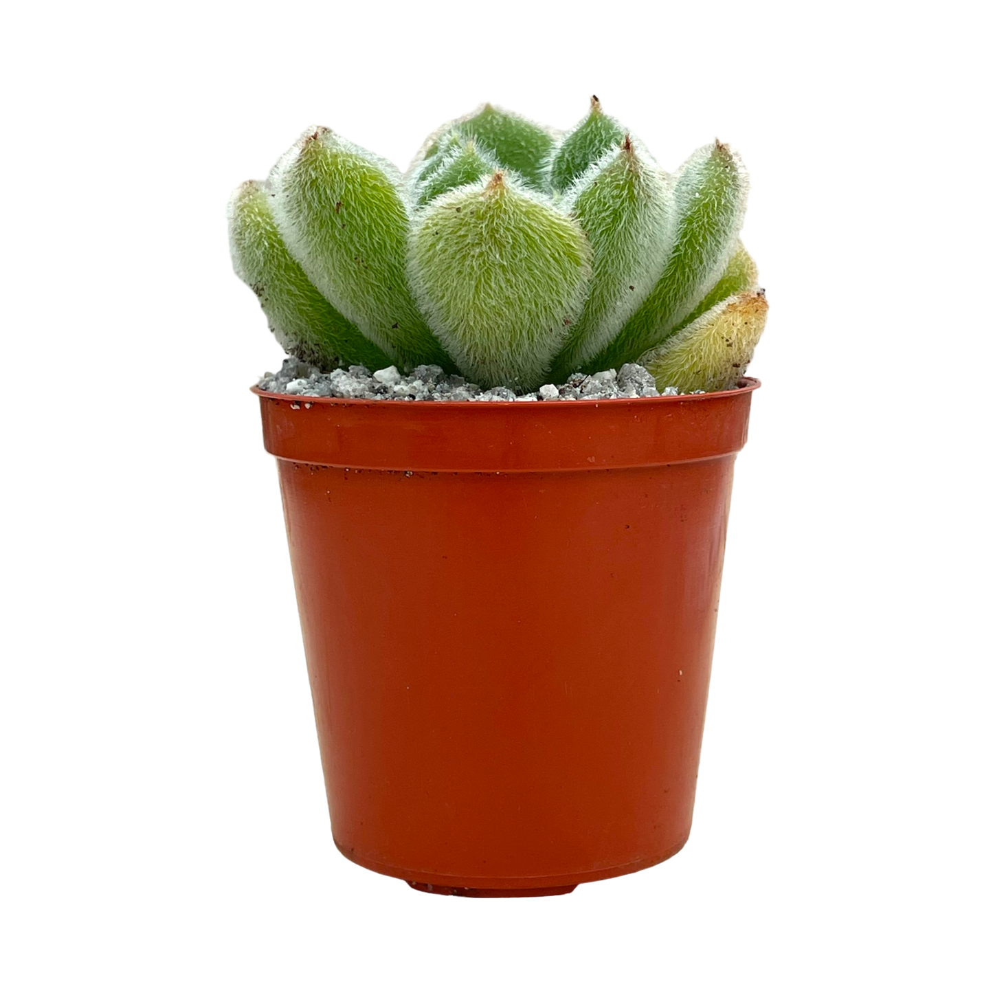 Echeveria 'Bombycina'