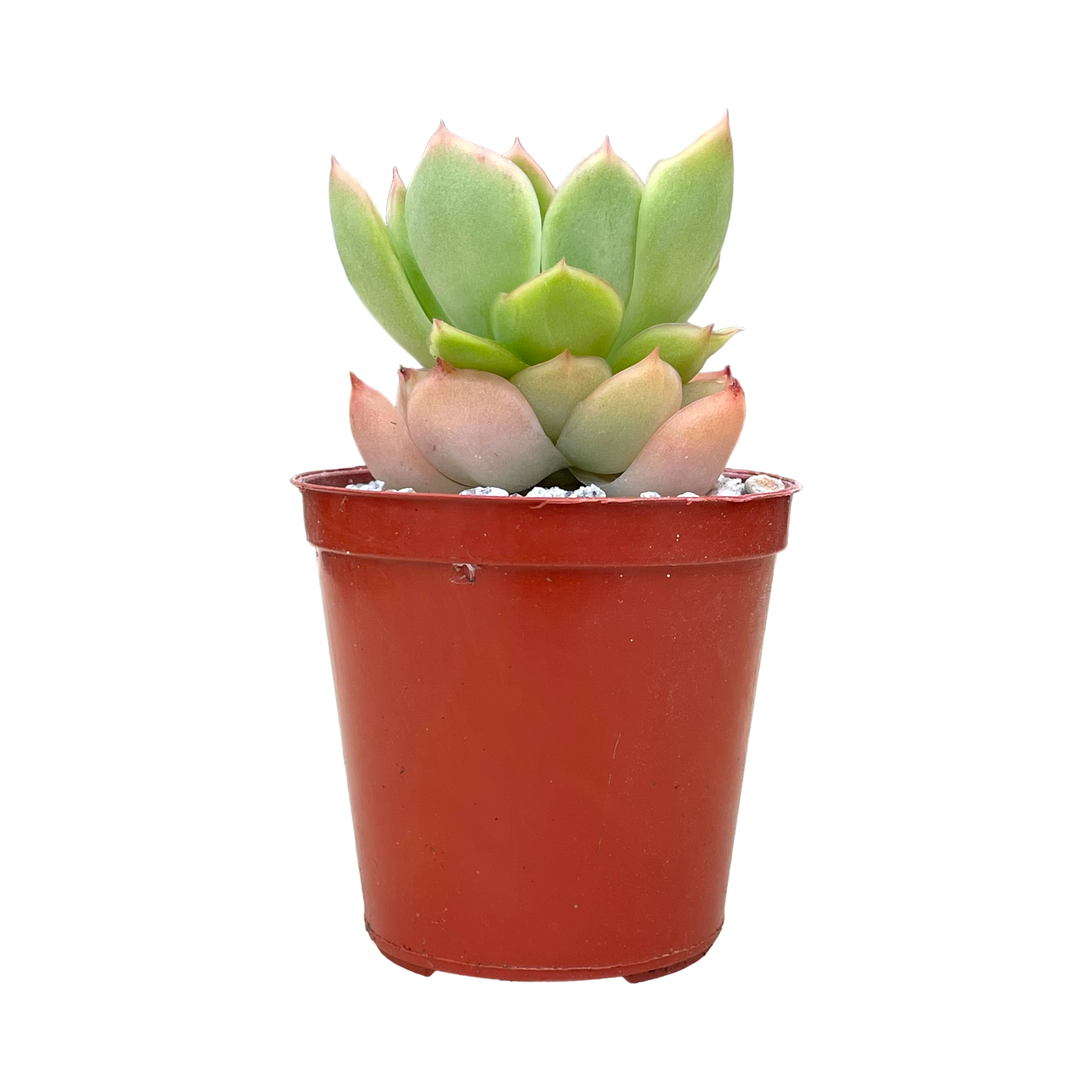 Echeveria pertela