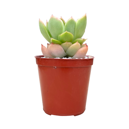 Echeveria pertela