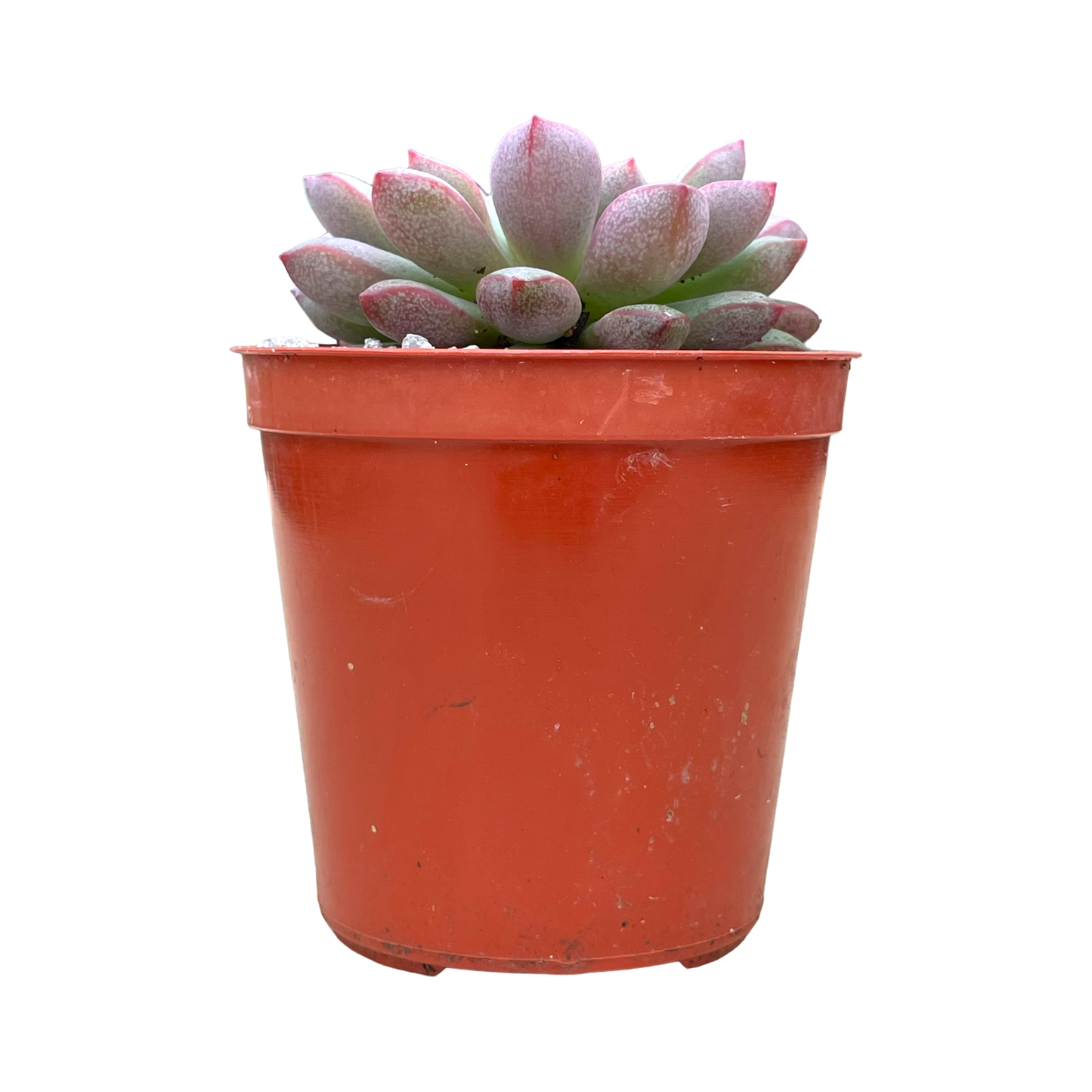 Echeveria subcorymbosa (Lau 030)