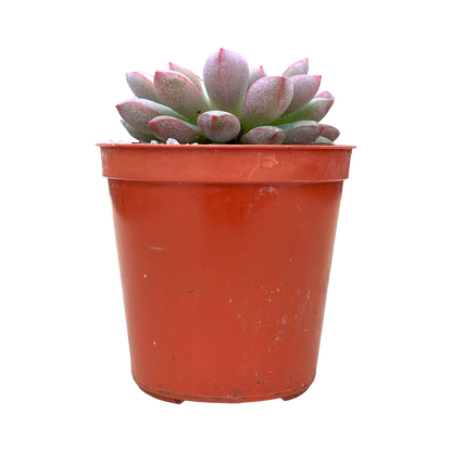 Echeveria subcorymbosa (Lau 030)